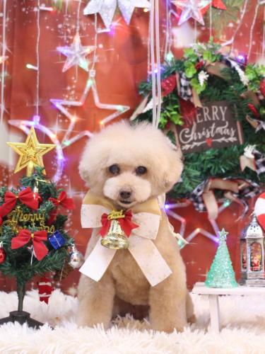 20231217HONEYちゃん 